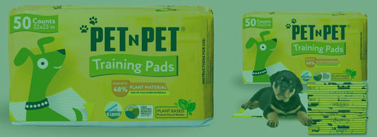 Explore Collection →