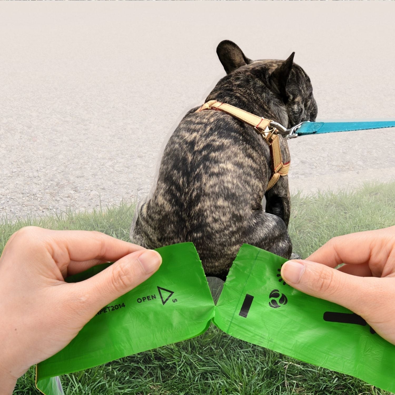 Person opening a green plastic bag with a dog sitting on grass in the background