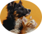Dog and cat lying together on a mustard yellow background